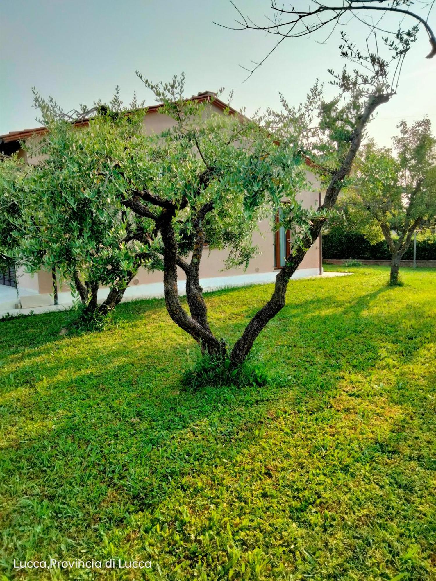 Apartament Il Melograno Lukka Zewnętrze zdjęcie